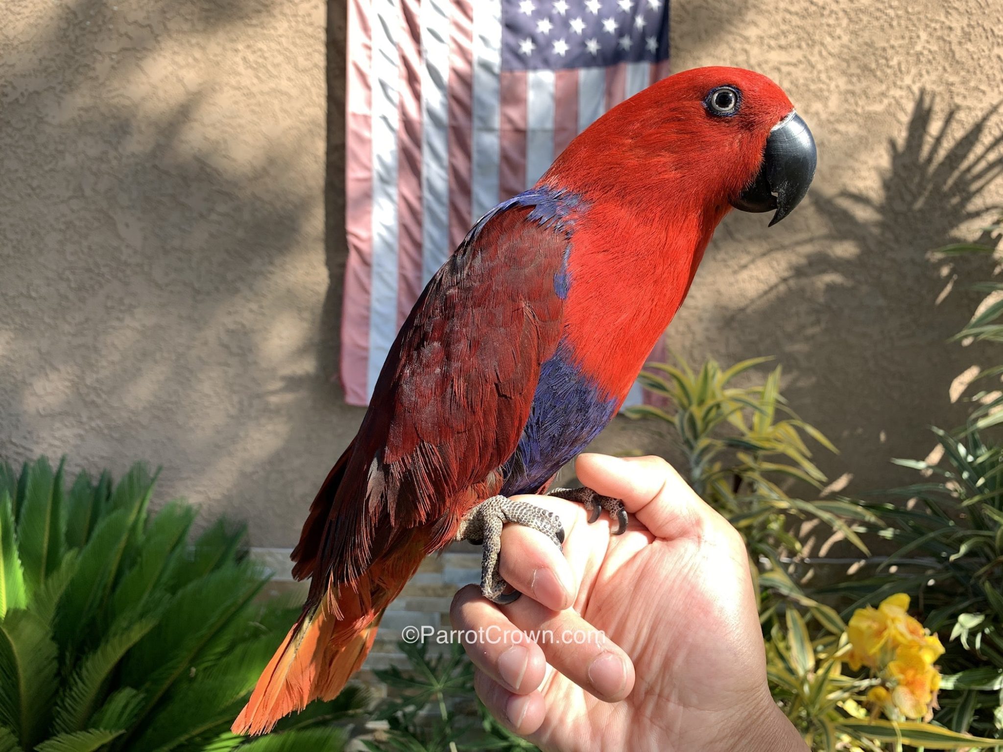 Solomon Island Eclectus Parrot For Sale Parrotcrown