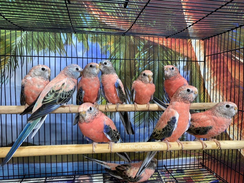 Rosy Bourke Parakeet for sale (Parrot)