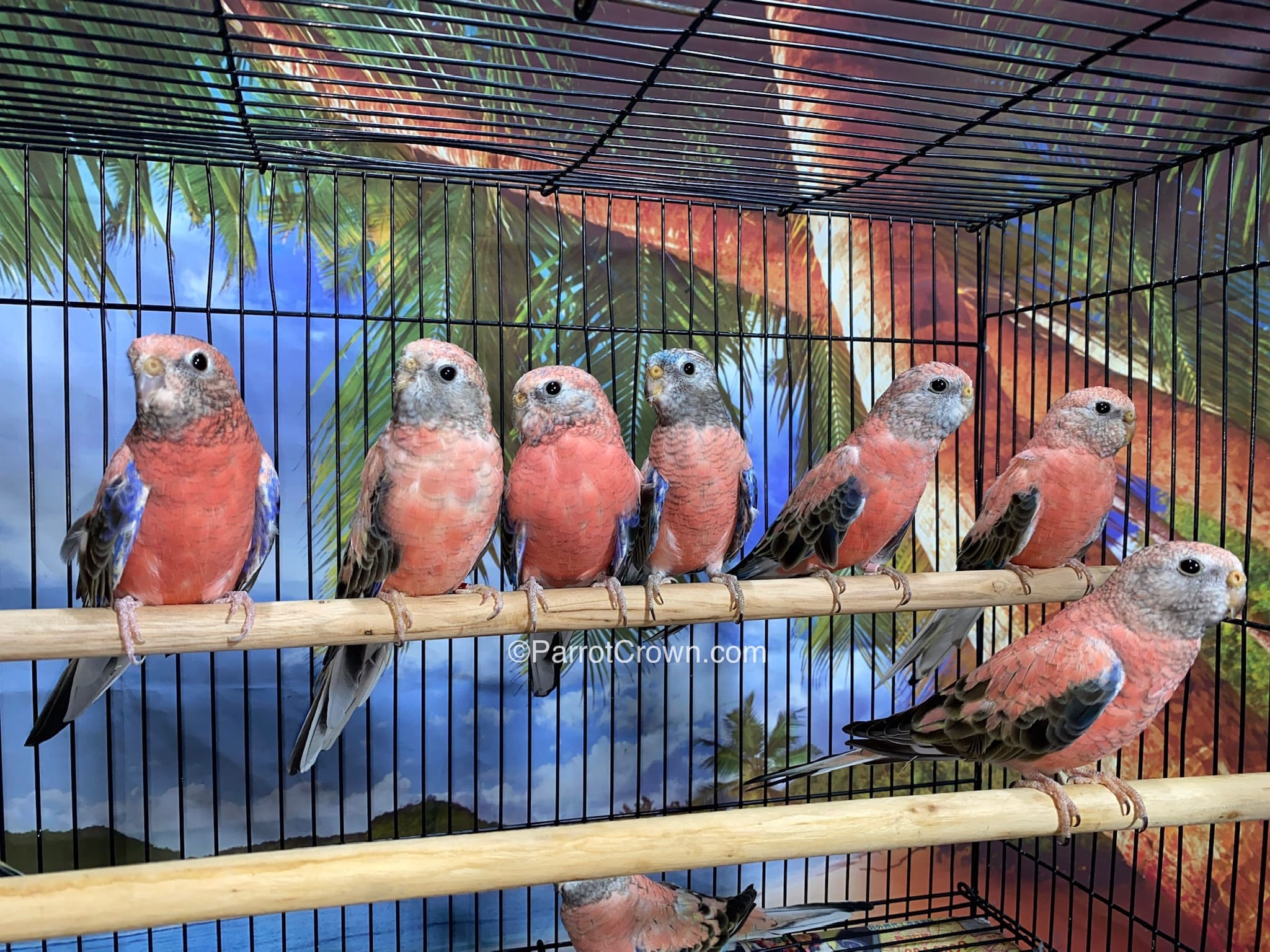 Rosy Bourke Parakeet For Sale (Parrot) - ParrotCrown.com