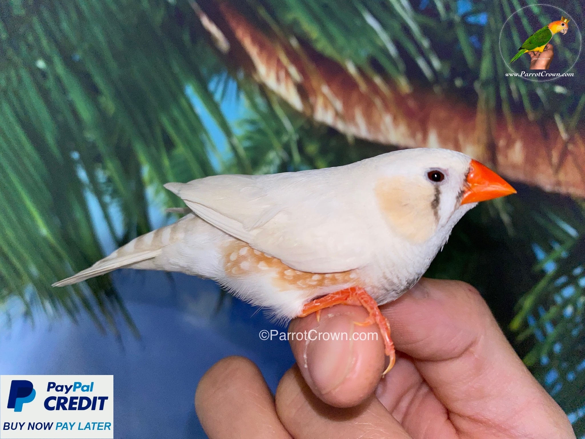 Chestnut Flanked White Zebra Finch for sale - ParrotCrown.com