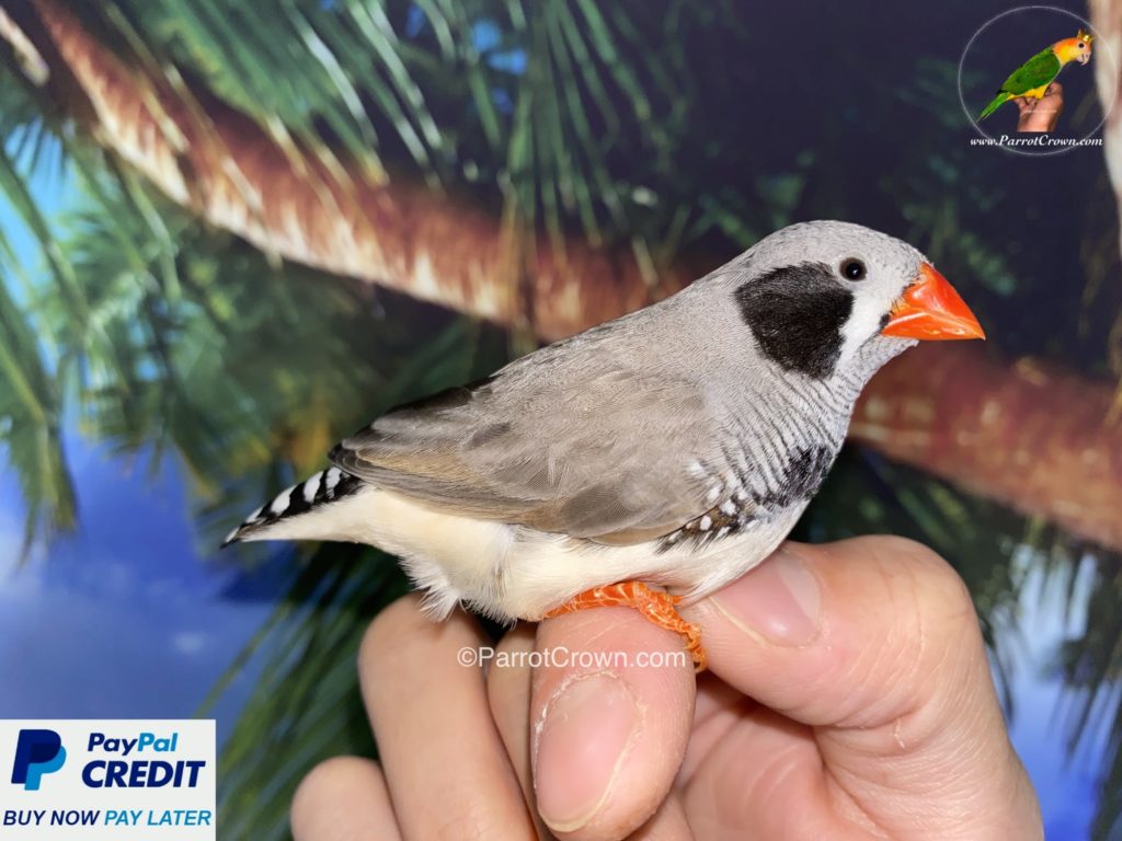 Black Cheek Zebra Finch for sale - ParrotCrown.com