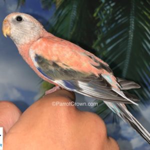 Rosy Bourke for sale (Parrot)
