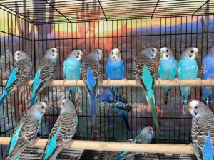 ParrotCrown.com Blue & Violet Parakeets for sale (Description Image 2)