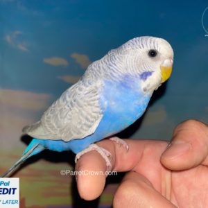 Dilute Violet Parakeet for sale (Budgerigar)