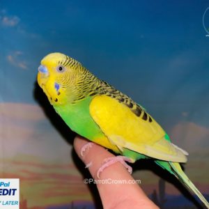Green Fancy Parakeet for sale (Budgerigar)
