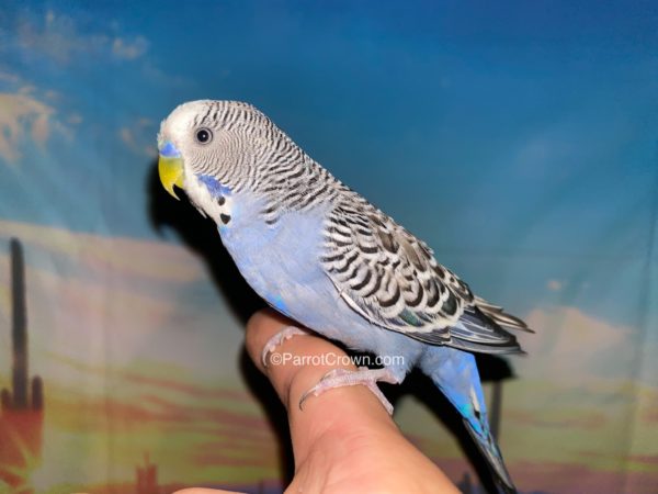 ParrotCrown.com 