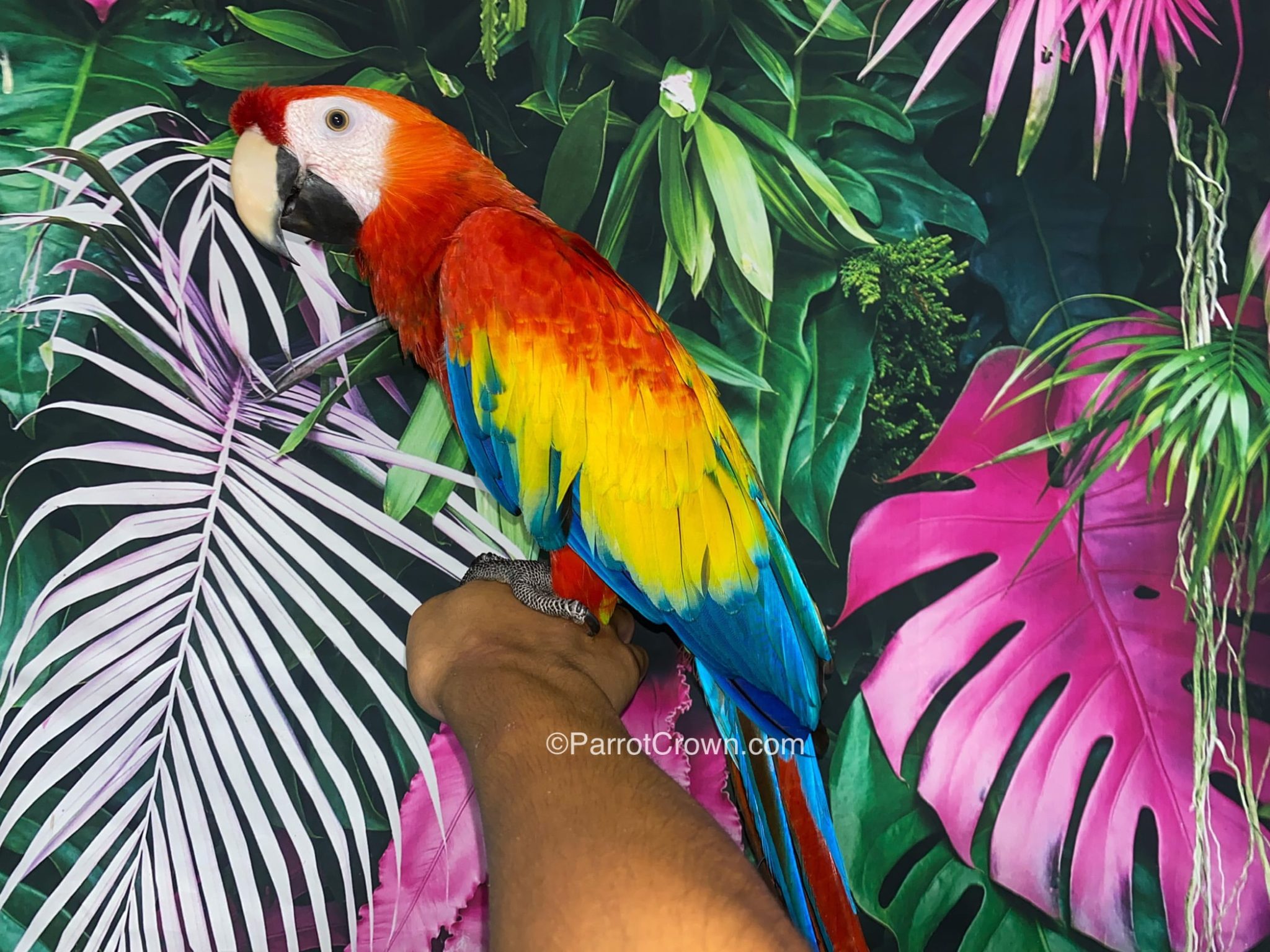 Scarlet Macaw for sale - ParrotCrown.com