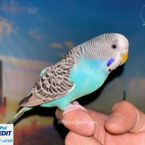 Blue Parakeet for sale (Budgerigar)