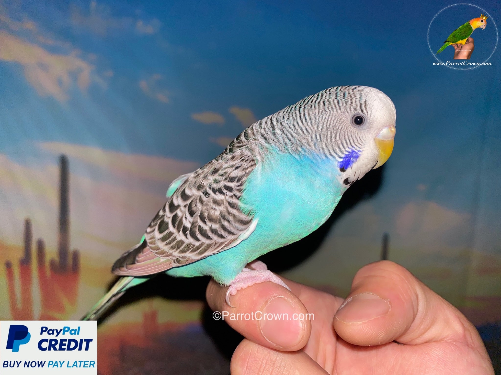 blue parakeet