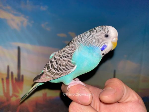 ParrotCrown.com 