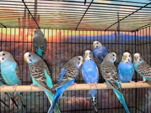 ParrotCrown.com Blue & Violet Parakeets for sale (Description Image 1)