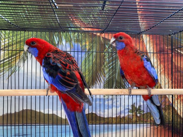 ParrotCrown.com 