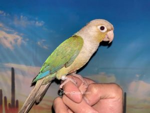 Turquoise Pineapple Conure for sale 1