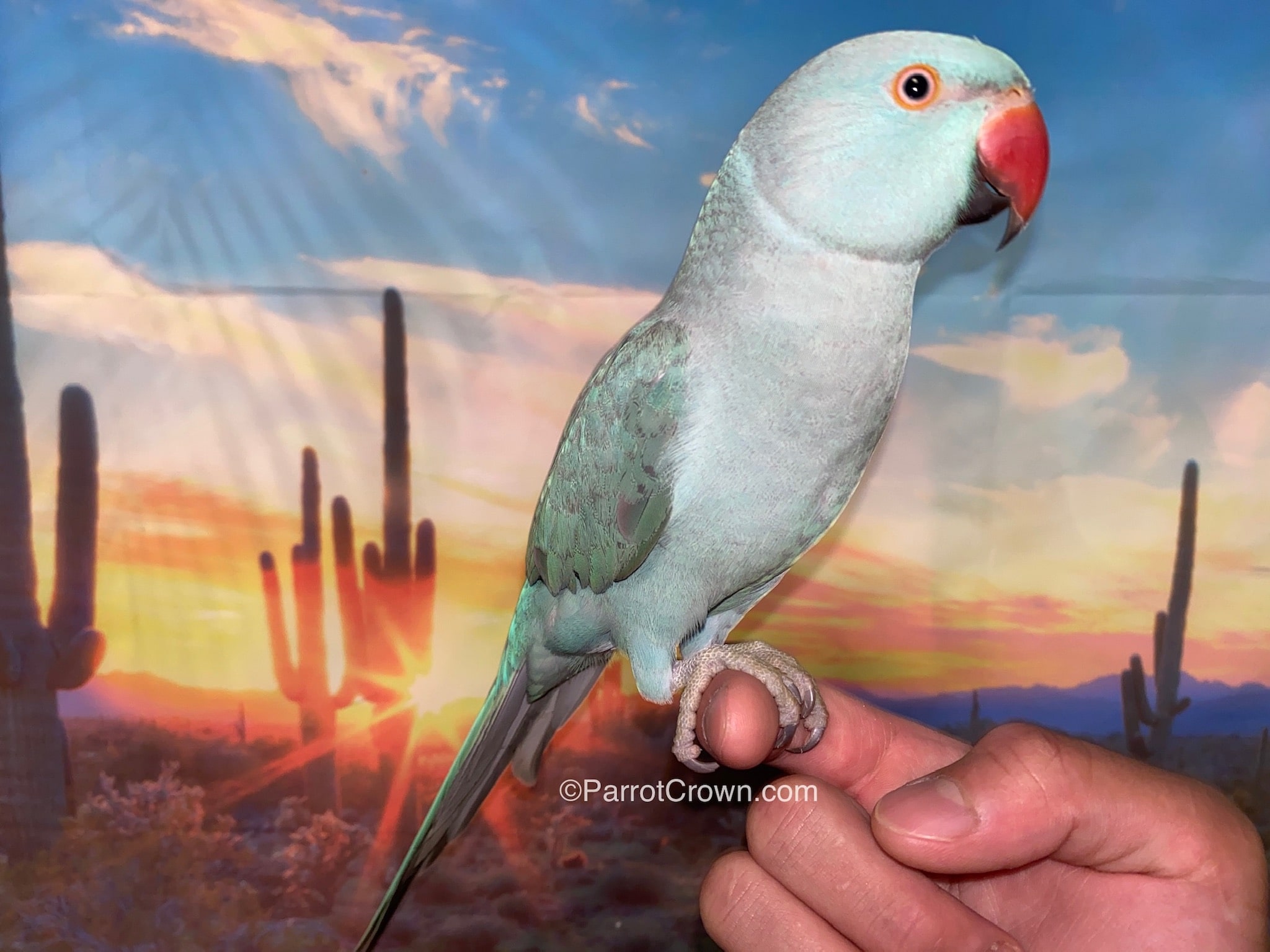 Blue Indian Ringneck for sale - ParrotCrown.com