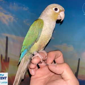 Turquoise Pineapple Conure for sale