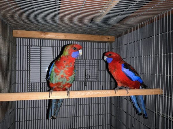 ParrotCrown.com 