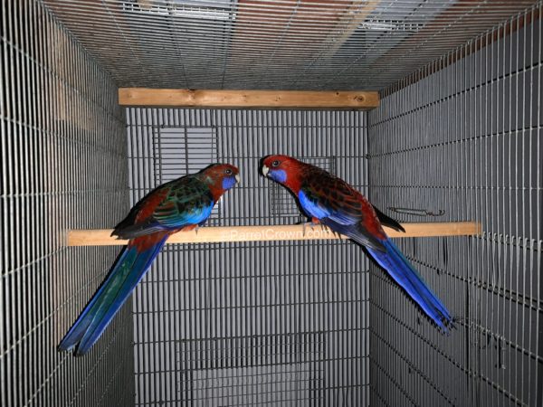 ParrotCrown.com 