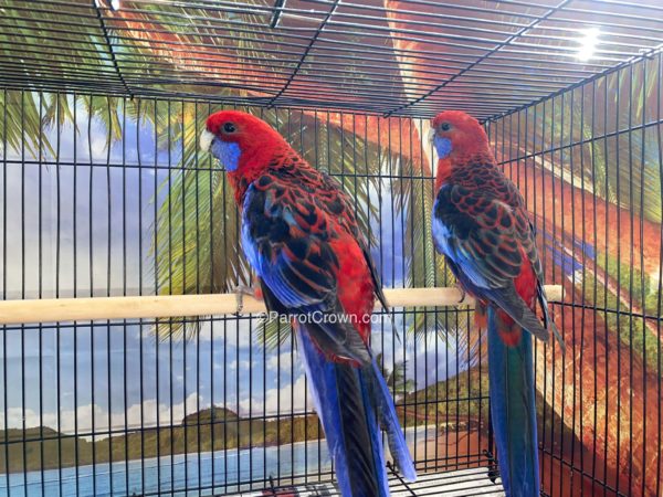 ParrotCrown.com 