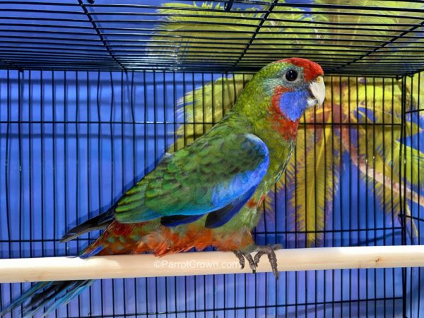 ParrotCrown.com 