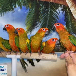 Red Sun Conure