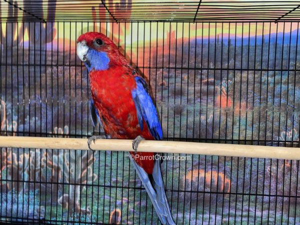 ParrotCrown.com 