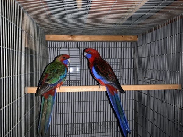 ParrotCrown.com 