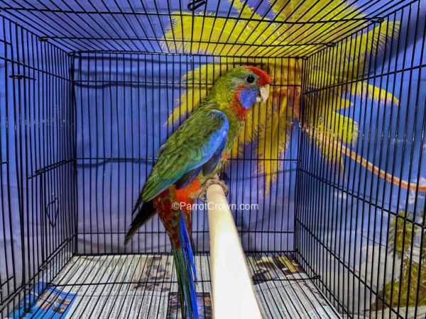 ParrotCrown.com 