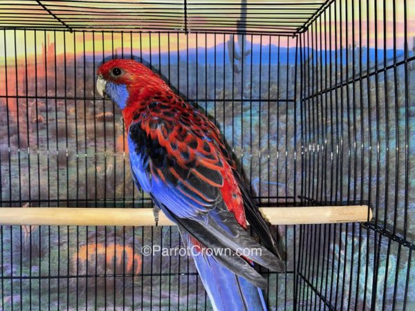 ParrotCrown.com 