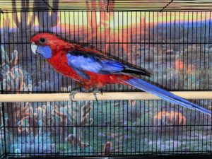 Red Crimson Rosella for sale (Description Image 2)