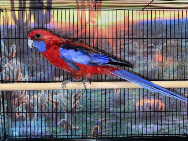 ParrotCrown.com 