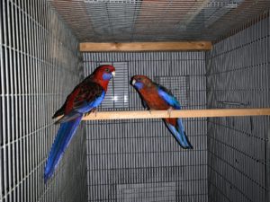 Red Crimson Rosella for sale (Description Image 1)