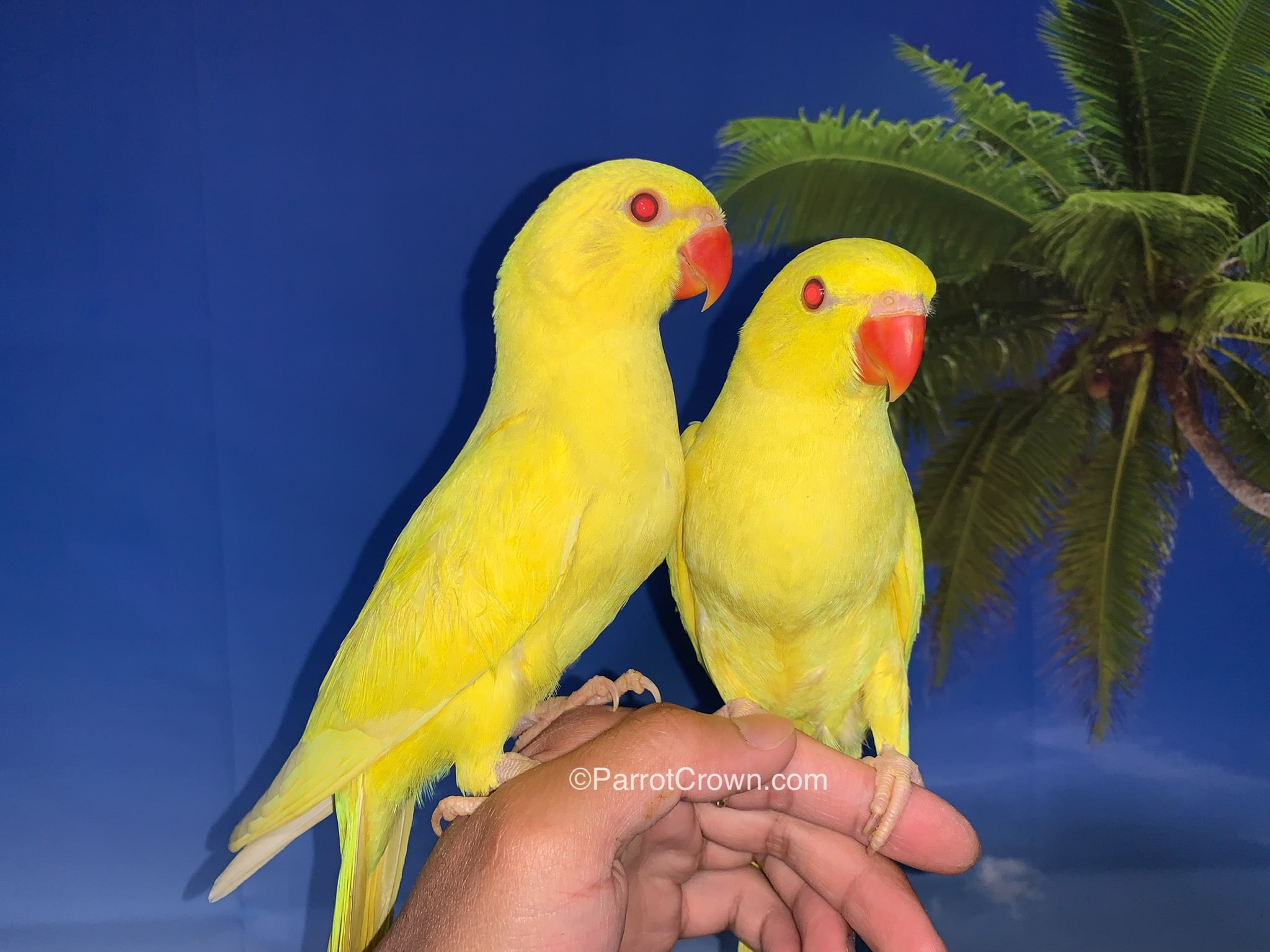 Yellow indian fashion ringneck parrot