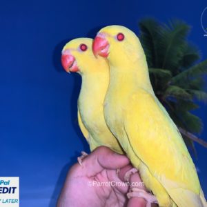 Yellow Lutino Indian Ringneck for sale