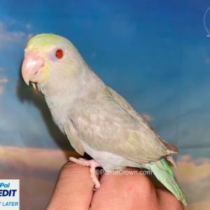 Turquoise Fallow Parrotlet for sale