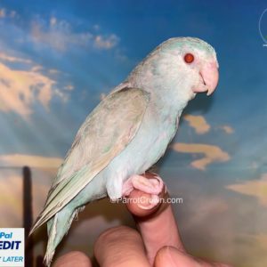 Marble Fallow Pacific Parrotlet for sale
