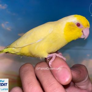 Lutino Pacific Parrotlet for sale