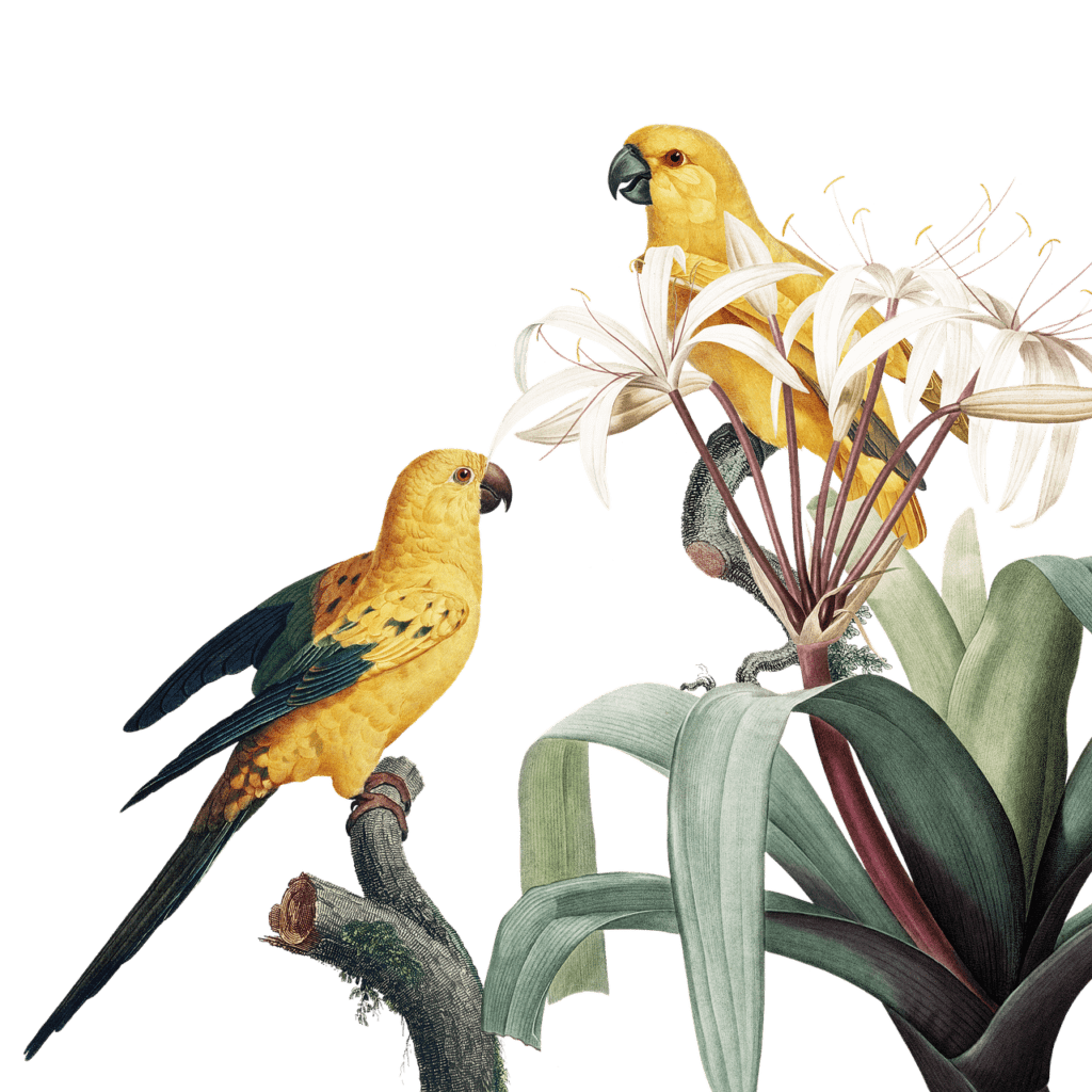ParrotCrown.com 