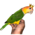 ParrotCrown.com