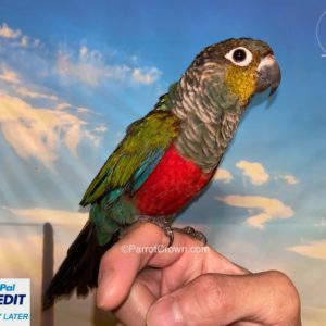 Crimson Bellied Conure for sale