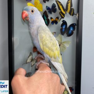 Violet & Yellow Harlequin Parrot Indian Ringneck for sale