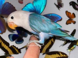 ParrotCrown.com Blue Sable Fischer Lovebird for sale (Description Image 2)