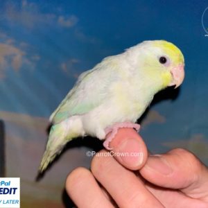 Dilute Turquoise Pacific Parrotlet for sale