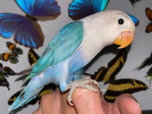 ParrotCrown.com Blue Sable Fischer Lovebird for sale (Description Image 1)