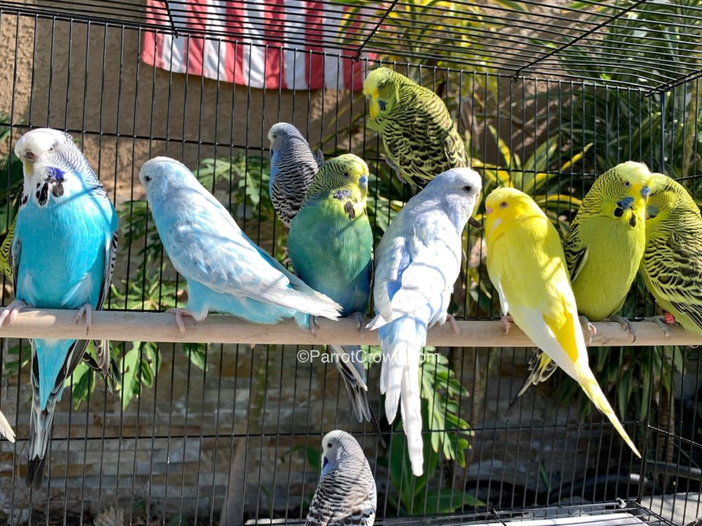 English Budgies for sale (Budgerigar) - ParrotCrown.com