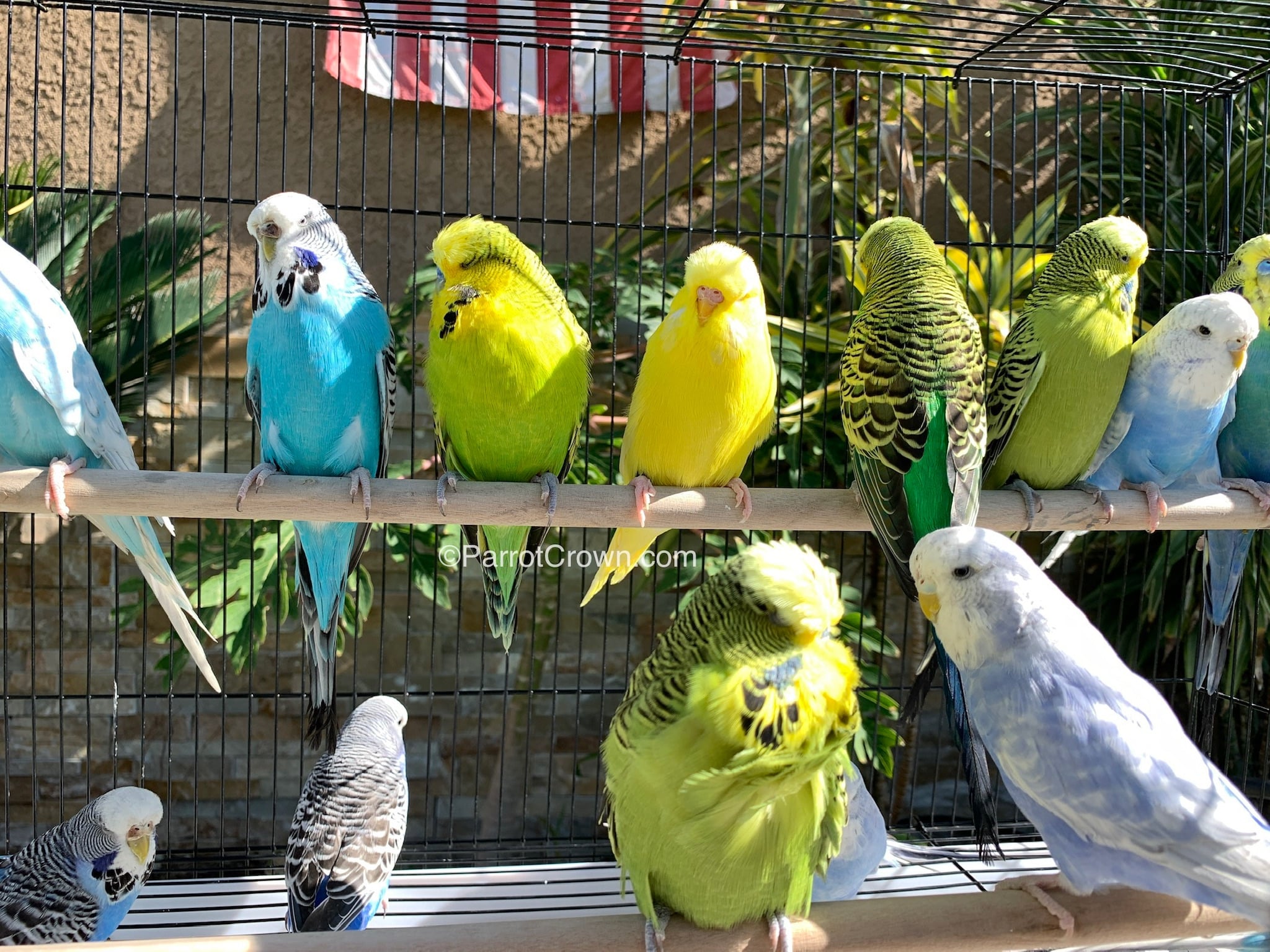 English Budgies for sale (Budgerigar) - ParrotCrown.com