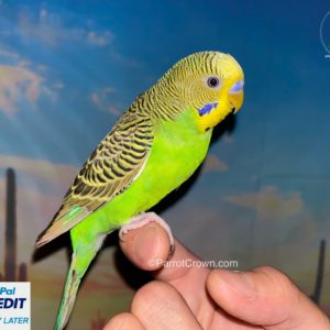 Green Parakeet for sale (Budgerigar)