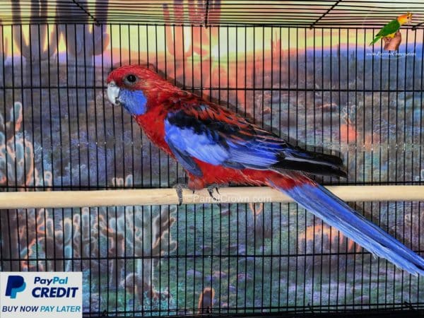 ParrotCrown.com 