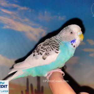 Blue Fancy Parakeet for sale (Budgerigar)
