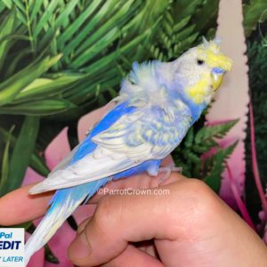 Japanese Parakeet / Rainbow Violet Hagoromo Parakeet for sale (Budgerigar)