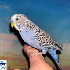 Violet Parakeet for sale (Budgerigar)